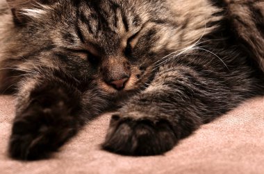 Sleeping cat clipart