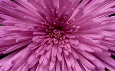 Close-up of chrysanthemum clipart