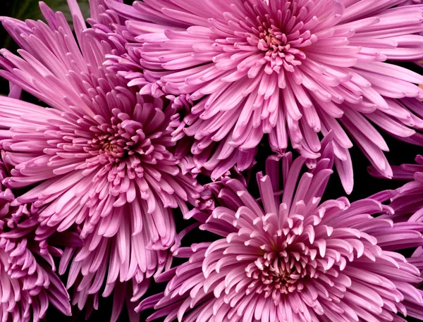 A friss virágok gyönyörű háttér — Stock Fotó