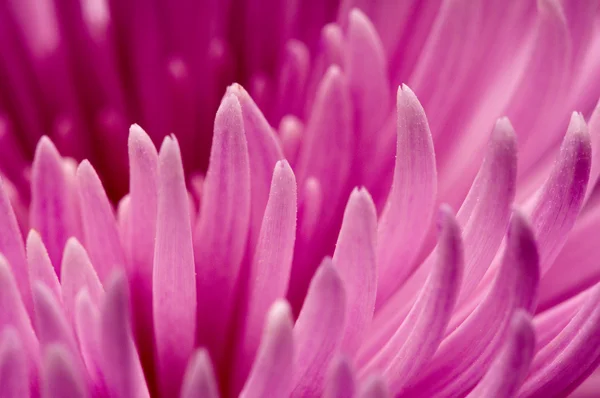 菊のクローズ アップ — ストック写真