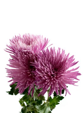 Chrysanthemums clipart