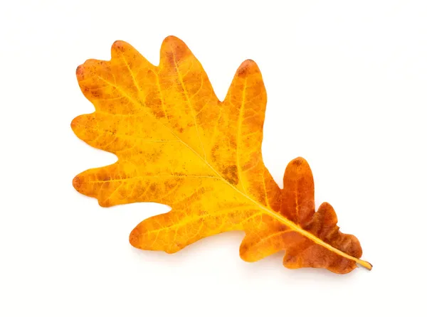 Цветной осенний дубовый лист — стоковое фото