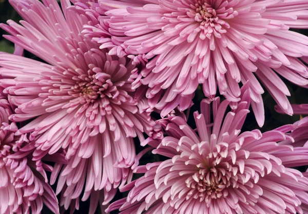 stock image Close-up of chrysanthemum