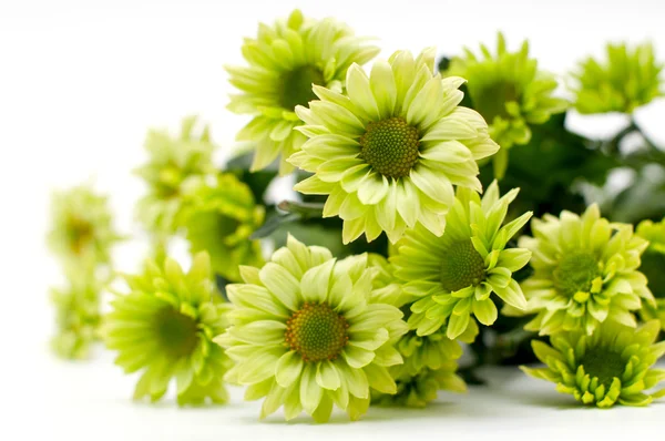 Chrysanthemum bouquet — Stock Photo, Image