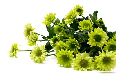 Chrysanthemum bouquet clipart