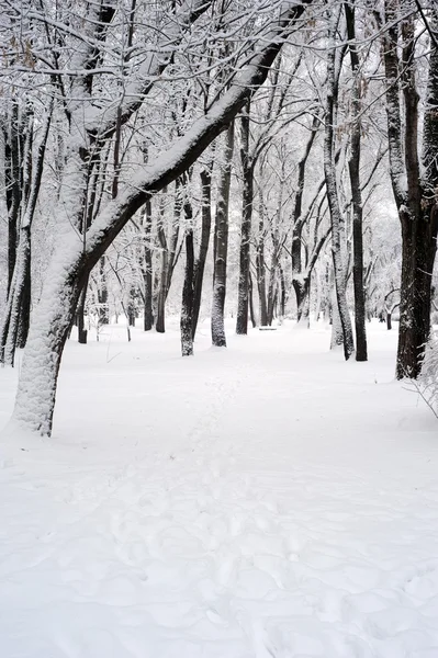 stock image Winter park