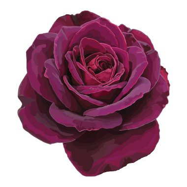 Purple rose vector
