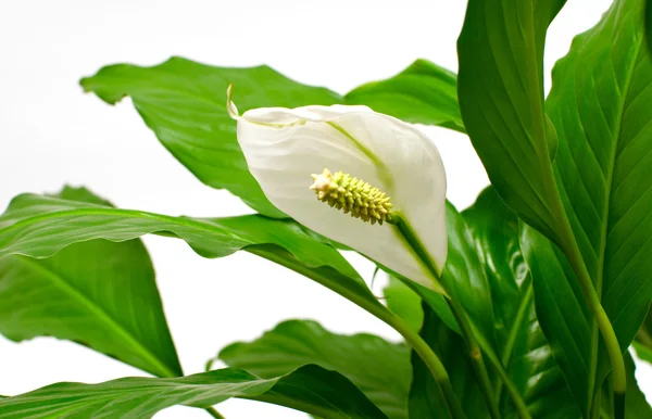 Roślina doniczkowa - Skrzydłokwiat — Zdjęcie stockowe