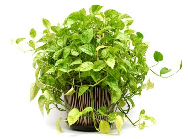 Isolated green plant in Pottery vase clipart