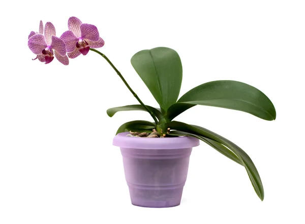 Orquídea rosa no pote — Fotografia de Stock