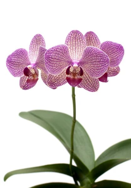 Fialová orchidej — Stock fotografie