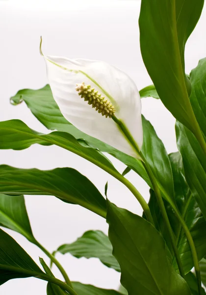 Houseplant - Spathiphyllum floribundum Stock Image