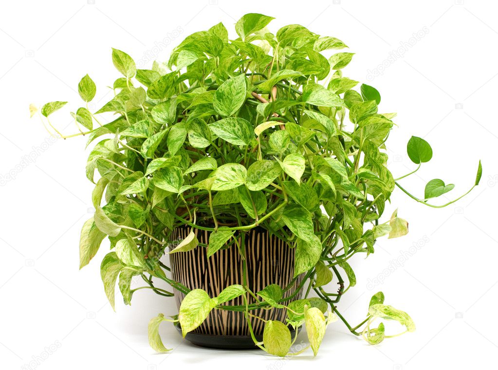 Isolated green plant in Pottery vase
