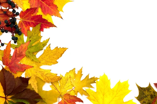 Hojas de otoño hermosas — Foto de Stock