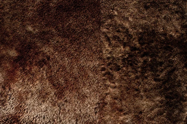 Yakın çekim kahverengi kürklü — Stok fotoğraf