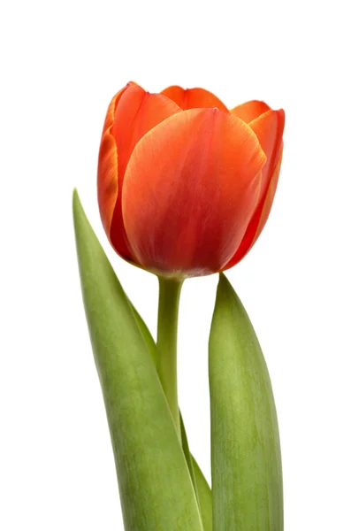 Tulipán izolované na bílém pozadí — Stock fotografie