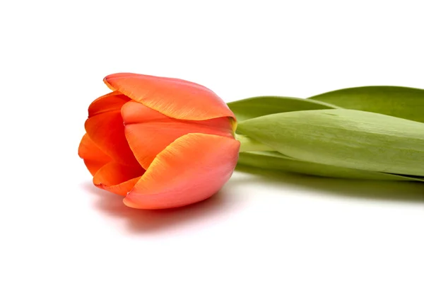 Tulipan izolowany na białym tle — Zdjęcie stockowe