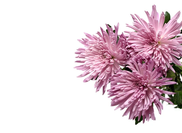 Chrysanthemum flower on a white background — Stock Photo, Image