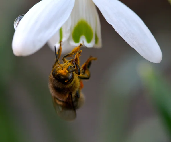 Biene auf Schneeglöckchen — Stockfoto