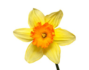 Flower of a narcissus on a white background clipart