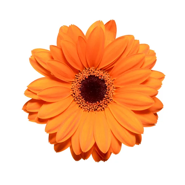 Orange gerbera flower isolated on white background — Stock Photo, Image