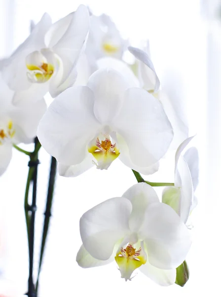 stock image White orchid