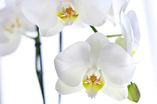 stock image White orchid