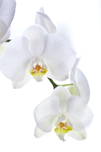 stock image White orchid