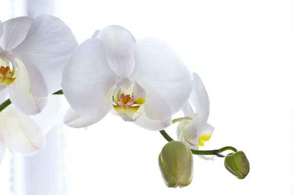 Stock image White orchid