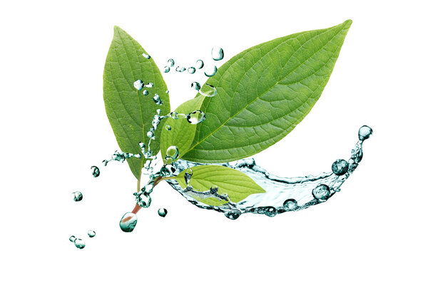 Листья в воде
