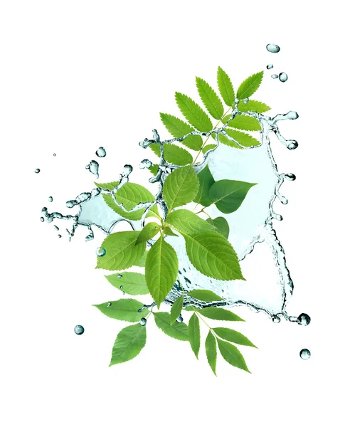 Leaves And Water — Stock Photo, Image