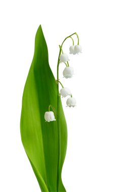 Lily-of-the-valley clipart