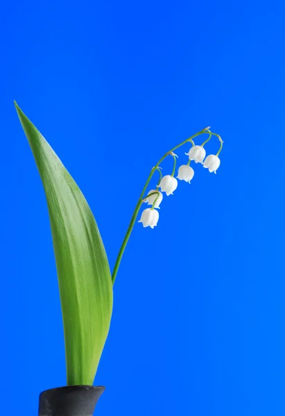 Lelietje-van-de-dalen op blauw — Stockfoto