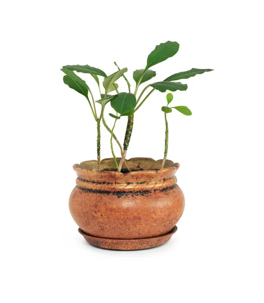 Zöld növény a virágcserép — Stock Fotó