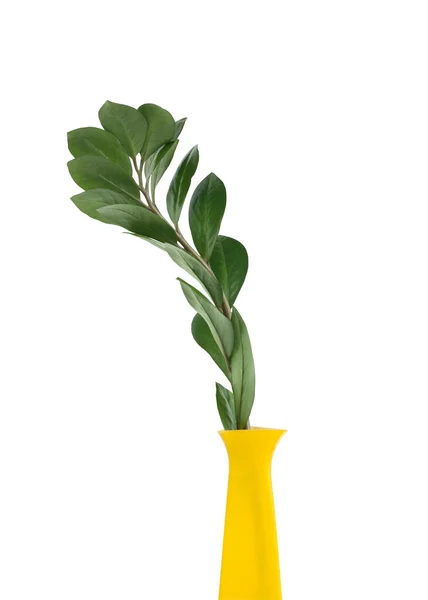 Grüne Blätter verzweigen sich in Vase — Stockfoto