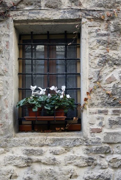 古い窓と花 — ストック写真