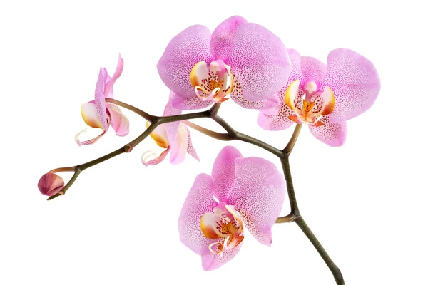 Lila Orchidee auf weiß — Stockfoto
