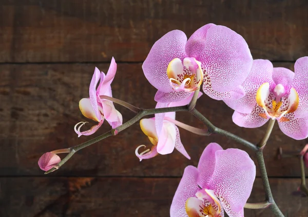 Purple Orchid — Stock Photo, Image
