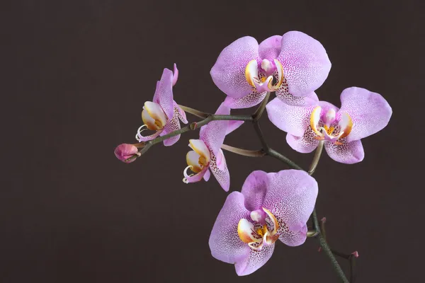 关于暗紫色兰花 — 图库照片