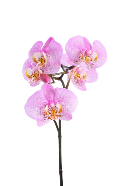 Orquídea púrpura sobre blanco — Foto de Stock
