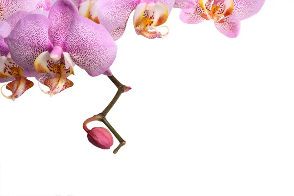 Paarse orchid rand — Stockfoto