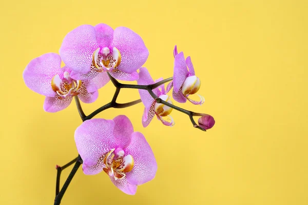 Orchid op geel — Stockfoto