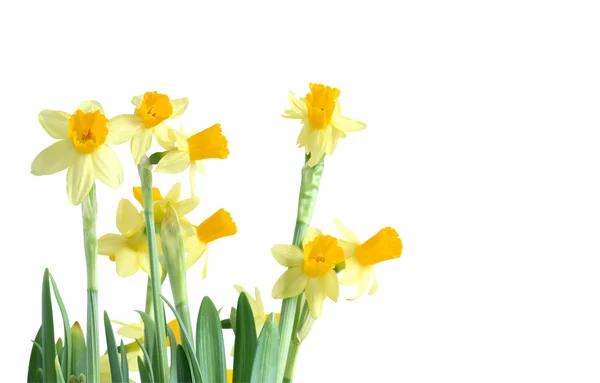 Daffodil Flowers On White — Stock Photo, Image