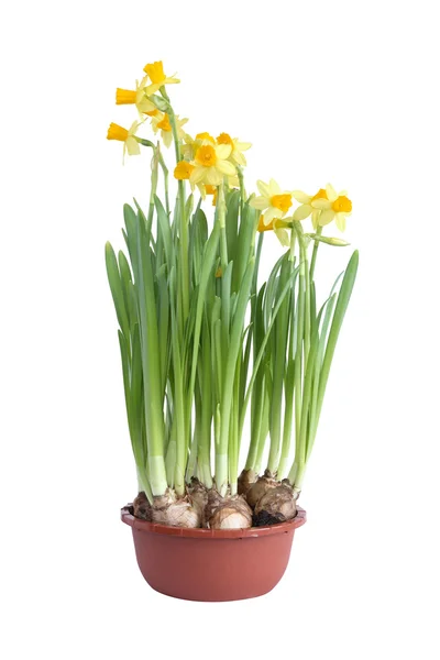 Daffodils In Pot — Stock Photo, Image