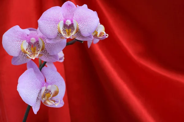 Show de orquídeas — Fotografia de Stock