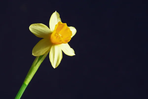 黄水仙花在黑色 — 图库照片