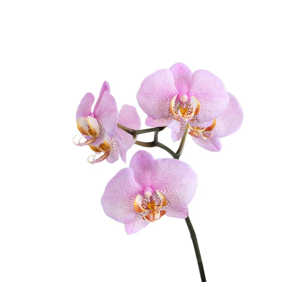 白底紫色兰花 — 图库照片