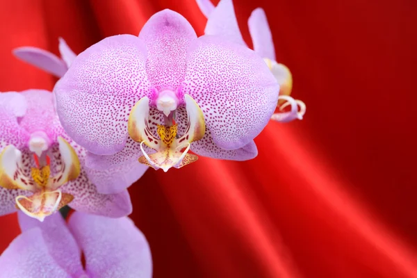 Orchidea su rosso — Foto Stock