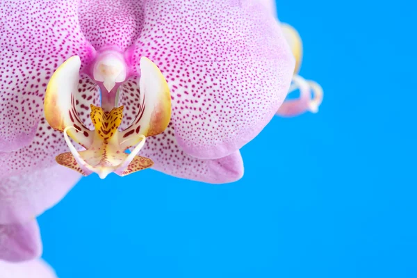 Violette Orchidee auf blau — Stockfoto