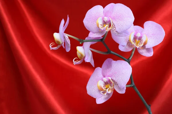 Orchidee auf Rot — Stockfoto